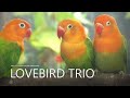 Lovebirds chirping sounds  green opaline trio