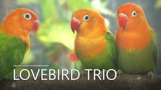 Lovebirds Chirping Sounds - Green Opaline Trio