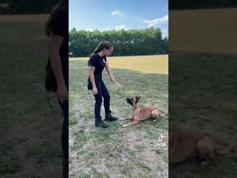 Video: Wie man eine einziehbare Hundeleine repariert
