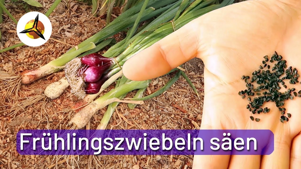 Was Macht Man Mit Einer Verblühten Amaryllis Frühlingszwiebeln säen: Lauchzwiebeln selber pflanzen - YouTube