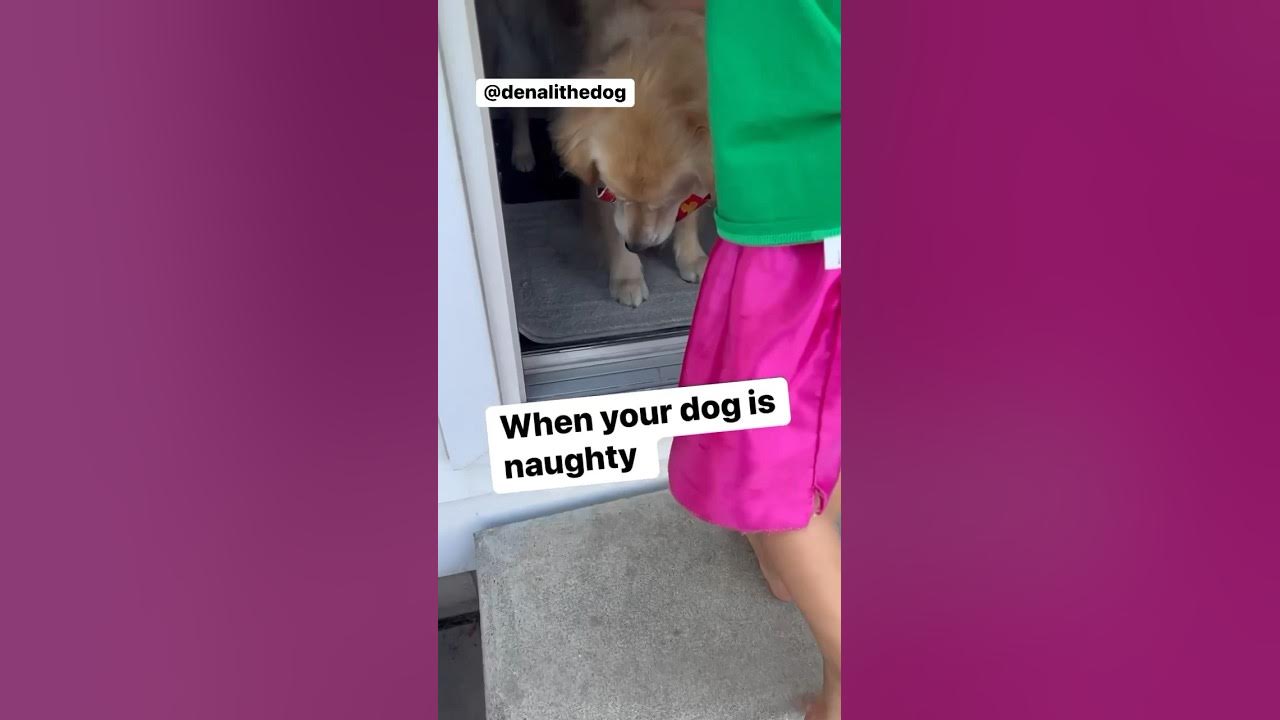 When your dog is naughty. dogs goldenretriever dog foryou 