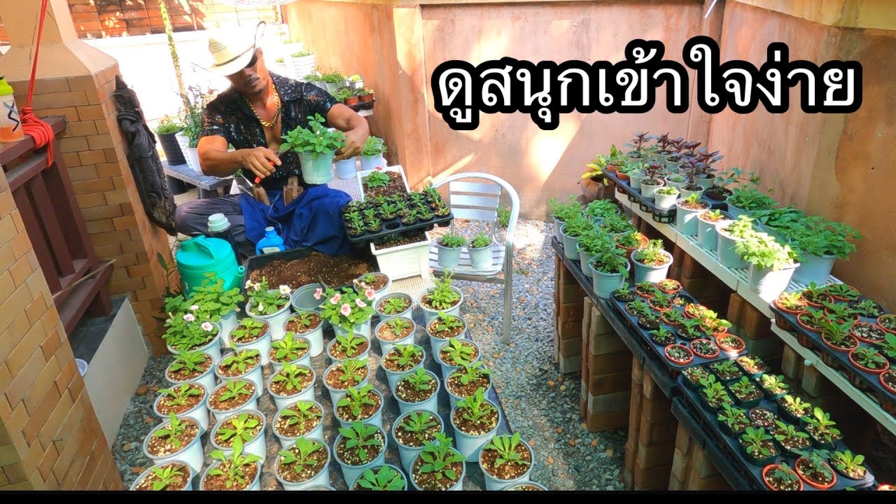 สนุกในการดูแลต้นกล้าดอกไม้ เปลี่ยนกระถาง แบบง่ายๆสไตล์ mr.flowers