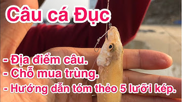 Câu cá Đục - Chỗ mua trùng - Địa điểm câu - Hướng dẫn tóm thẻo 5 lưỡi kép.