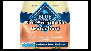 Blue Buffalo Puppy Food Review: Is the Chicken & Brown Rice Recipe Worth $64?