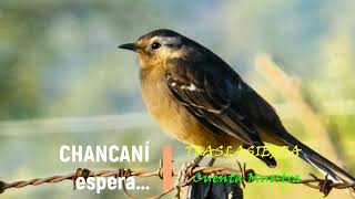 CHANCANÍ espera...
