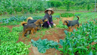 Download Lagu Harvest Flowering Mustard And Watercress To Sell At The Market, Cook, Garden, And Raise Livestock MP3