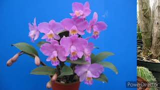 A New Mini Cattleya Orchid.