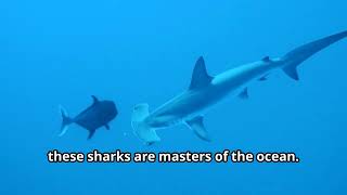 Mind-Blowing Hammerhead Shark Facts You Didn't Know!🦈🦈🦈#hammerheadshark #oceanfacts #oceanlife