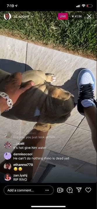 What Happened To Cj So Cool Dog Bruno CJ SO COOL DOG DIES 😥 on ig live - YouTube