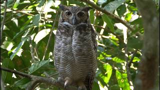 Great Horned Owl Sound.