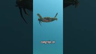 Este Cangrejo es Realmente Inteligente... #short #animal