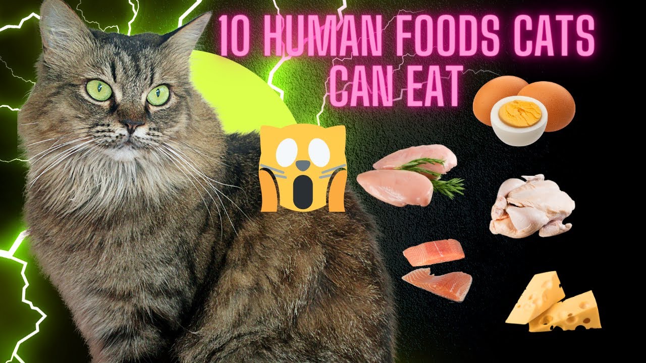 10 Human Foods Cats Can Eat Human Food For Cats PLEASE check it out: