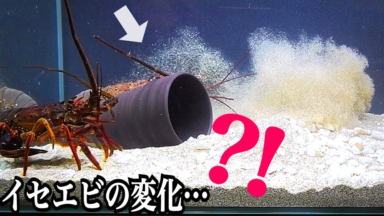 食用のイセエビを水槽へ入れて２週間で…