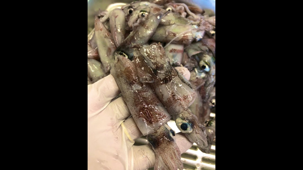 イカの新子のおいしい食べ方はただボイルするだけ Youtube イカの新子のおいしい食べ方はただボイルするだけ Youtube