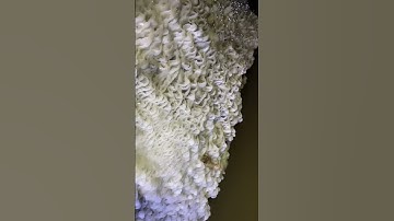 MICRO GOUR POOLS on a Mine #mineexploration #shortvideo #short #abandonedmine #mineexploring