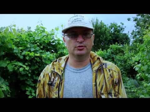 Несколько способов использования соли и кальциевой селитры в огороде