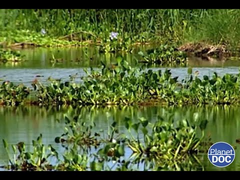 Documentary backdrop image for An unusual fact: the place where islands form... and move with the current! (2023)