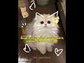 #Cat #Kitten #Catshorts #ytshorts #Cats #Kitty #Cute #Like