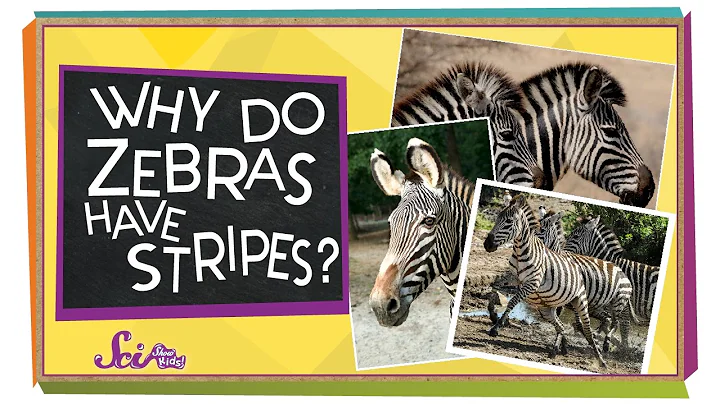 Why Do Zebras Have Stripes? | Animal Science for Kids