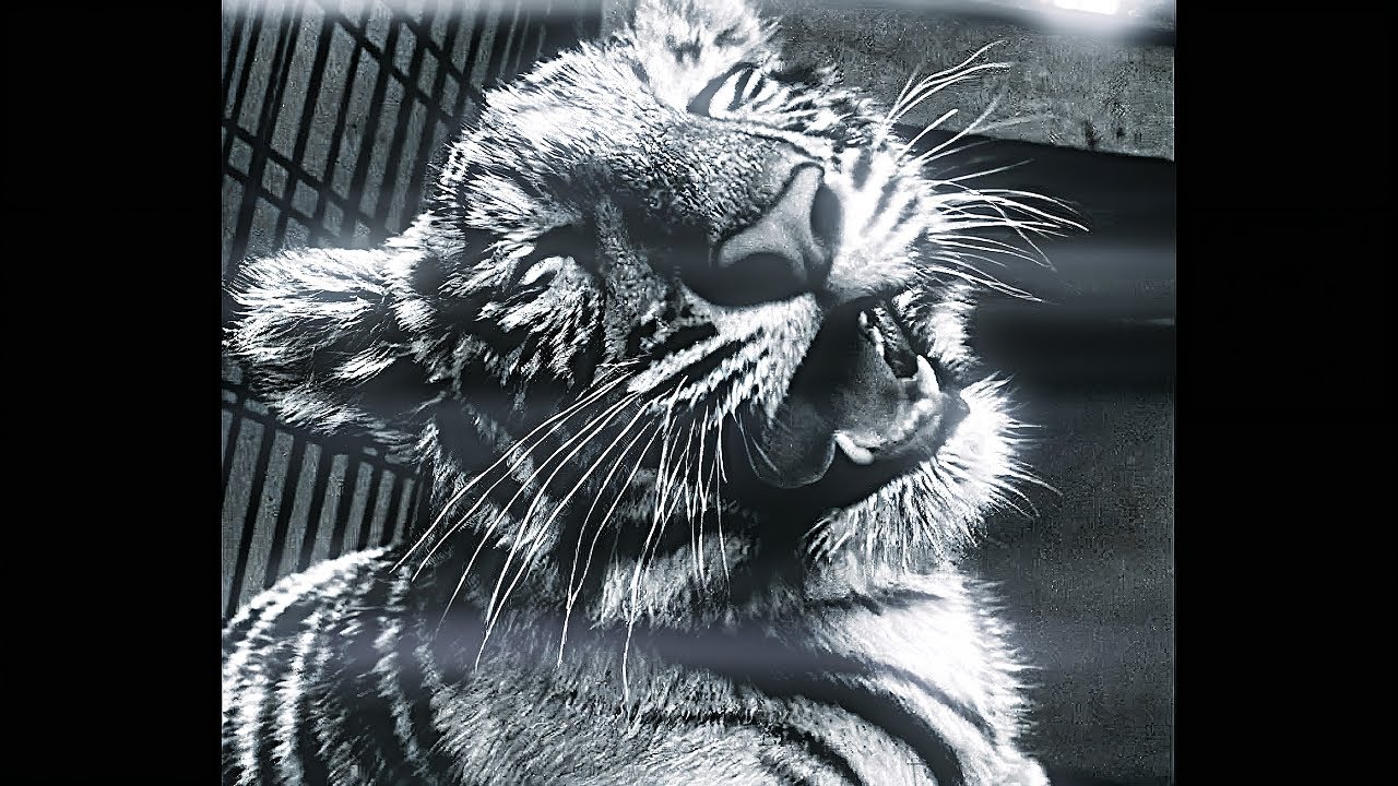 [FREE] PLAYBOI CARTI TYPE BEAT - CAMOUGFLAGE