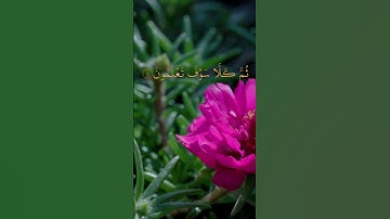 سورة التكاثر كاملة بصوت الشيخ أحمد العجمي عدد آياتها 8