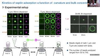 Ehssan Nazockdast: Curvature sensing as an emergent property of multi-scale assembly of septins