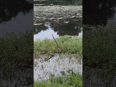 🦆🦆 🦆