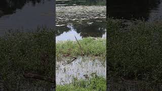 🦆🦆 🦆