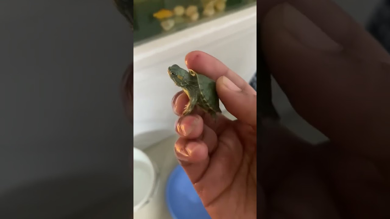 My new baby red ear slider turtle shifting in tub 🐢😍 