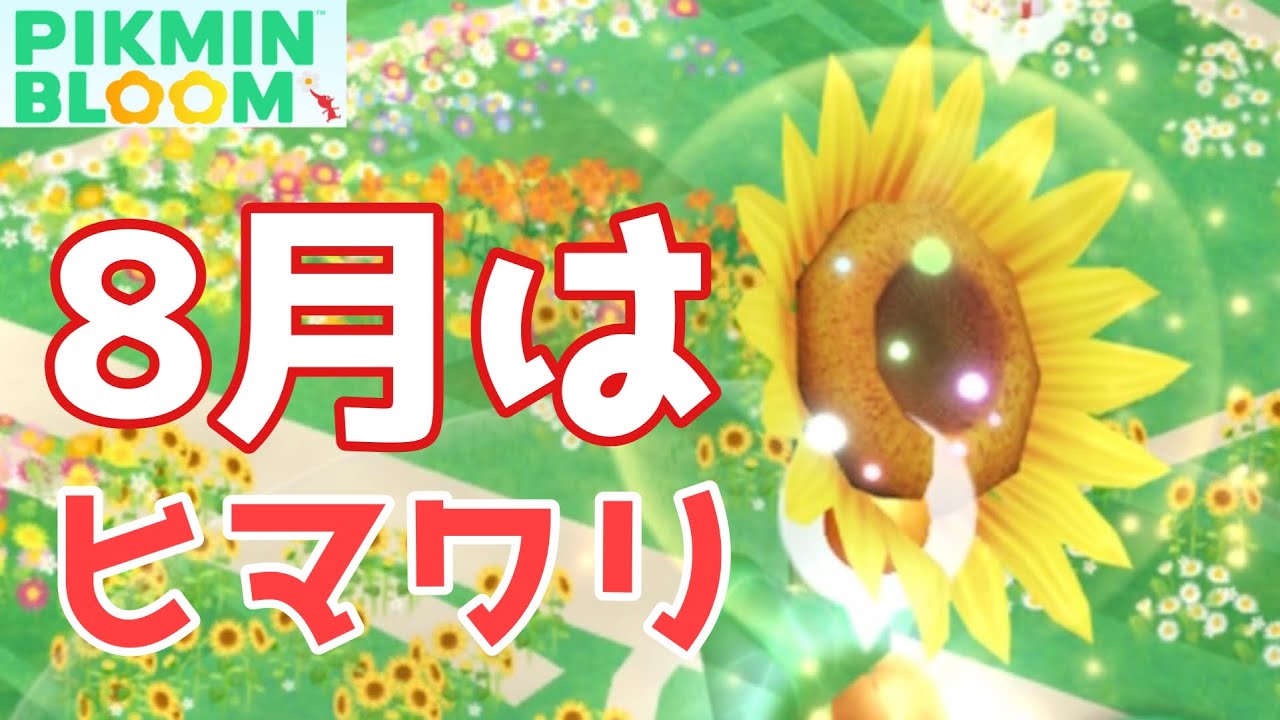 8月はヒマワリ！キノコをやるなら断然○○でしょ！今回はお墓のそばで