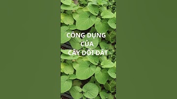 CÂY DỔI ĐẤT #chamsocsuckhoechudong #nhanhieutruongton