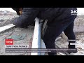В Івано-Франківську будівельники врятували 200 кажанів – тварини забилися під парапет даху