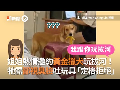 姐熱情邀約黃金獵犬玩拔河　牠露鄙視臉吐玩具拒絕｜寵物｜狗｜偏心｜精選影片