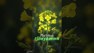 Ріпак озимий 👍Насіння ТОМ та БАХУС 🚜🆕Врожайні та пластичні для всієї України 🏆