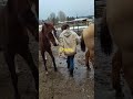 Time to give Venus a blanket! #horses #hoofpuppies #sweetV