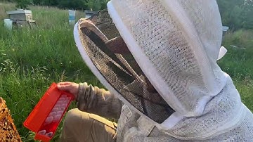 Catching attendants for virgin honeybee queens