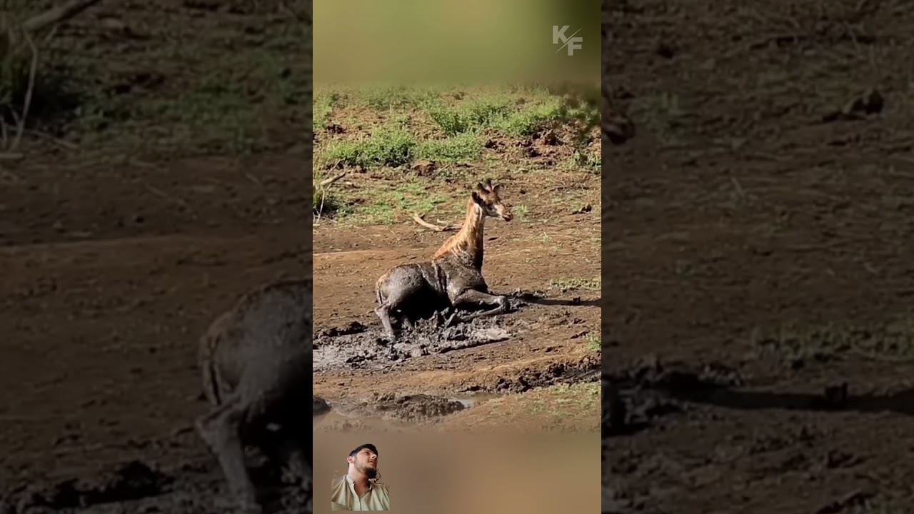 little garaffa stuck in mud 