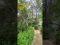 두메 산골 #문주란 #추억의트로트풍경