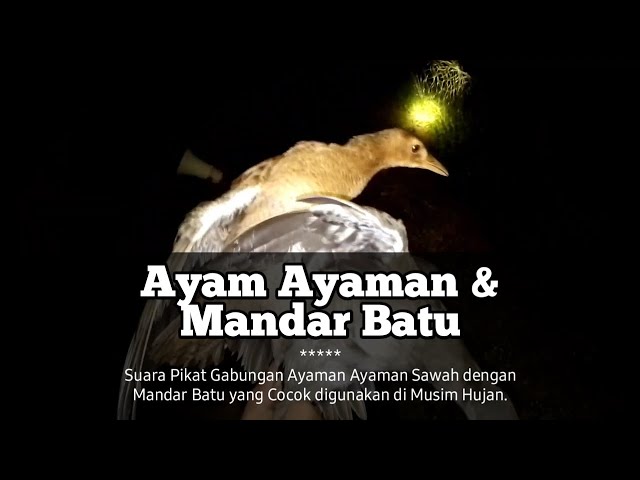 Suara Pikat Gabungan Mandar Batu Dan Ayam Ayaman, Sangat Cocok Untuk Menjaring Burung Dimalam Hari ! class=