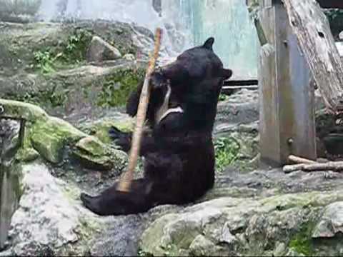 Kung Fu Bear- Unedited Footage(NOT FAKE!)-ORIGINAL