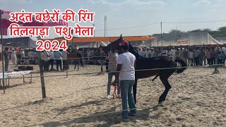 तिलवाड़ा मेला अदंत बछेरों की रिंग 2024 milk teeth colt Ring Tilwara horse fair #तिलवाड़ा_मेला