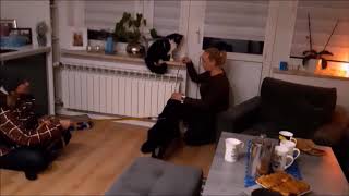 Jak zapoznać psa z kotem