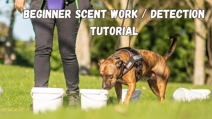 How to teach your dog BEGINNER scent detection / nose work.
