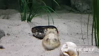 Cuttlefish | TheDeepHull