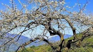 南投水里上安村天山嶺賞梅之旅 