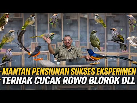 SENAM \"CUCAK ROWO\" | Aster Elfourteen | Zaneva | Choreo by Ery Lukman
