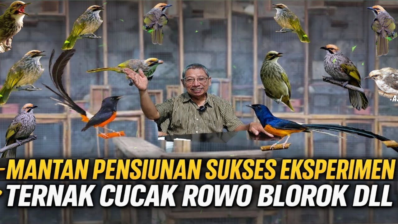 GREBEK PETERNAK ‼️ EKSPERIMEN CUCAK ROWO BLOROK & MURAI EKOR PANJANG TARLIM CONDET JAKARTA TIMUR
