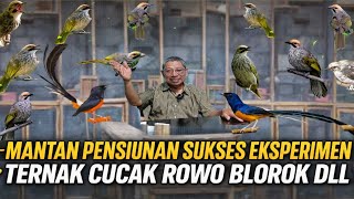 Download Lagu GREBEK PETERNAK ‼️ EKSPERIMEN CUCAK ROWO BLOROK \u0026 MURAI EKOR PANJANG TARLIM CONDET JAKARTA TIMUR MP3
