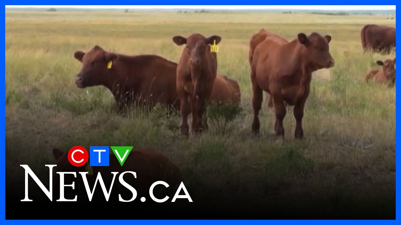 Alberta Beef Producers says it will split from Canadian Cattle Association