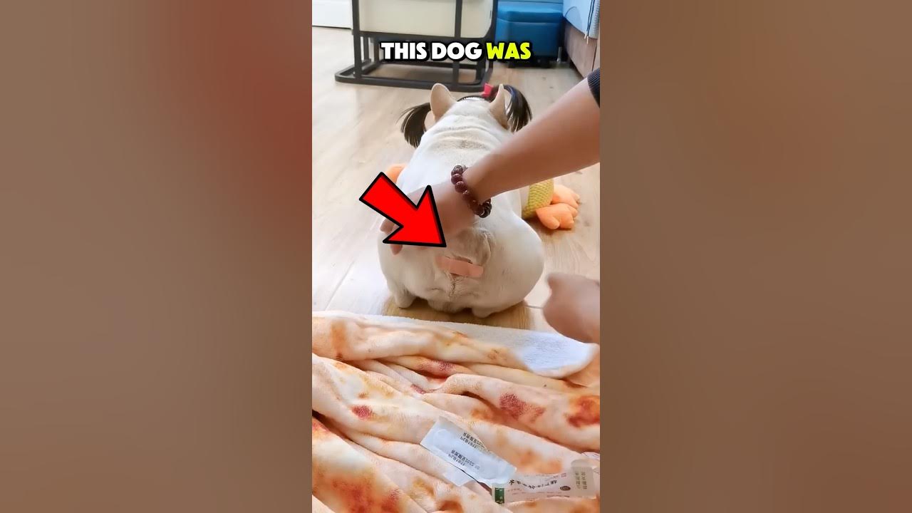 Owner's Surprising Solution to Farting Dog 😂🐶 Owner's Surprising Solution to Farting Dog 😂🐶